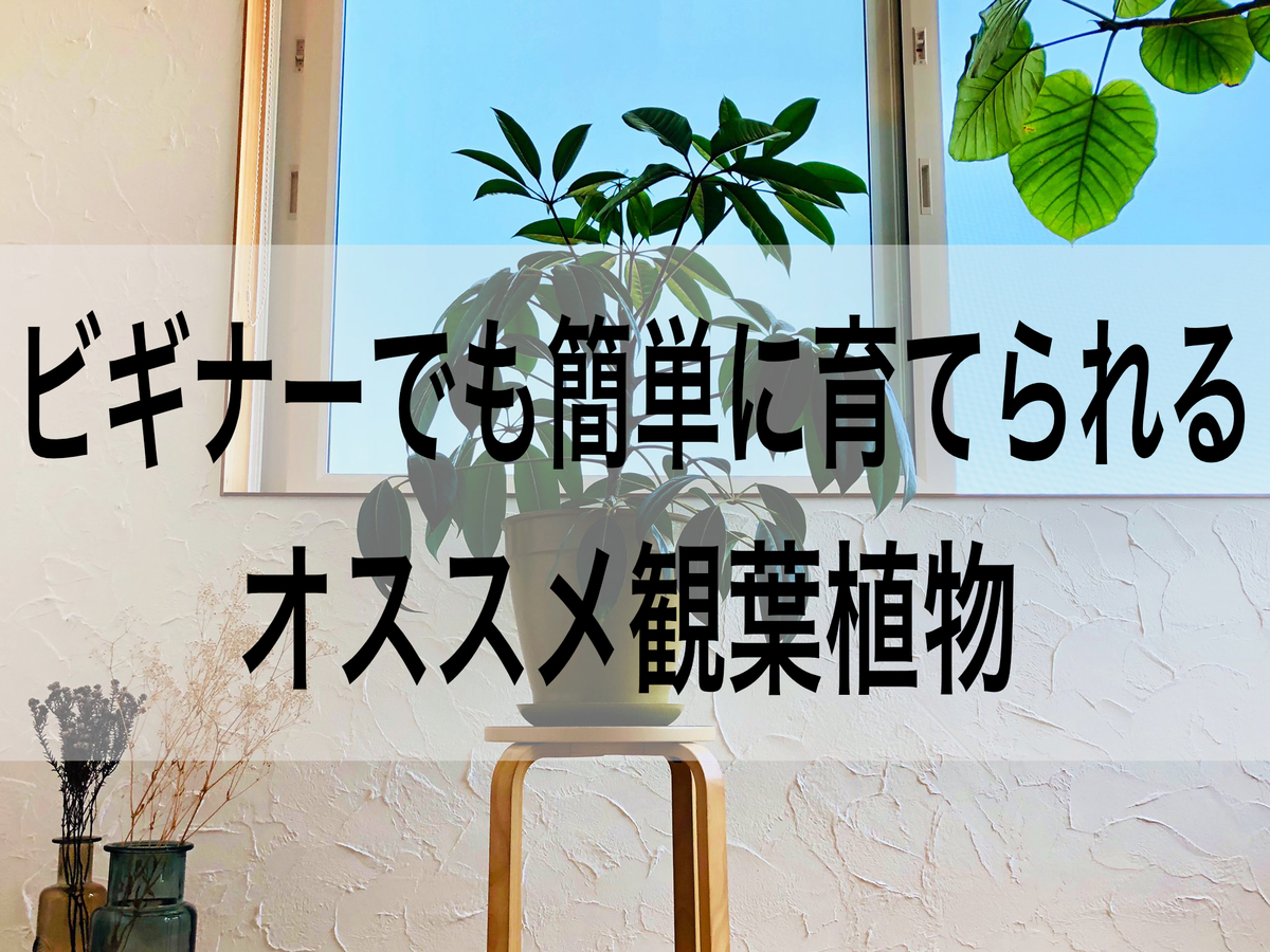 f:id:zokulifeblog:20200831222609j:plain