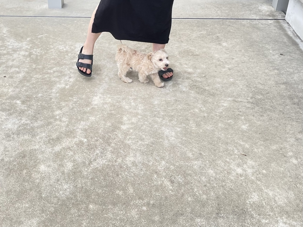 f:id:zokulifeblog:20210807110645j:plain