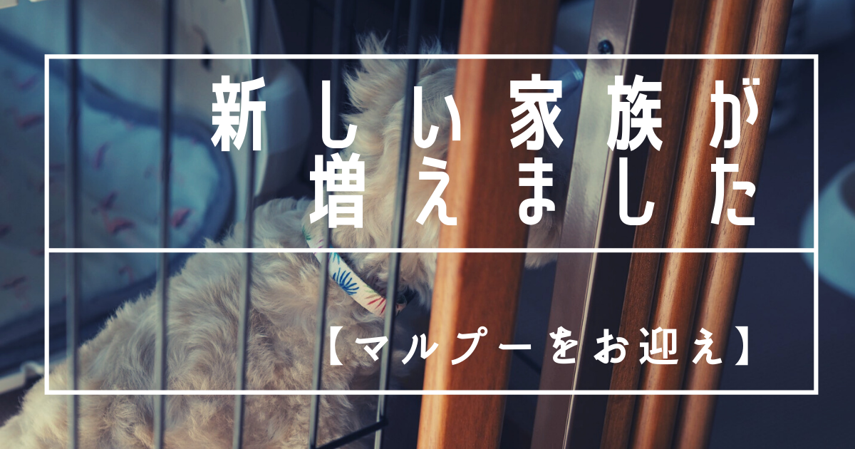 f:id:zokulifeblog:20210807214429p:plain