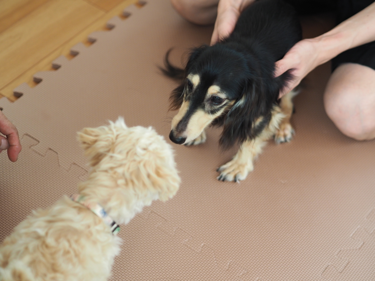 f:id:zokulifeblog:20210808205349j:plain