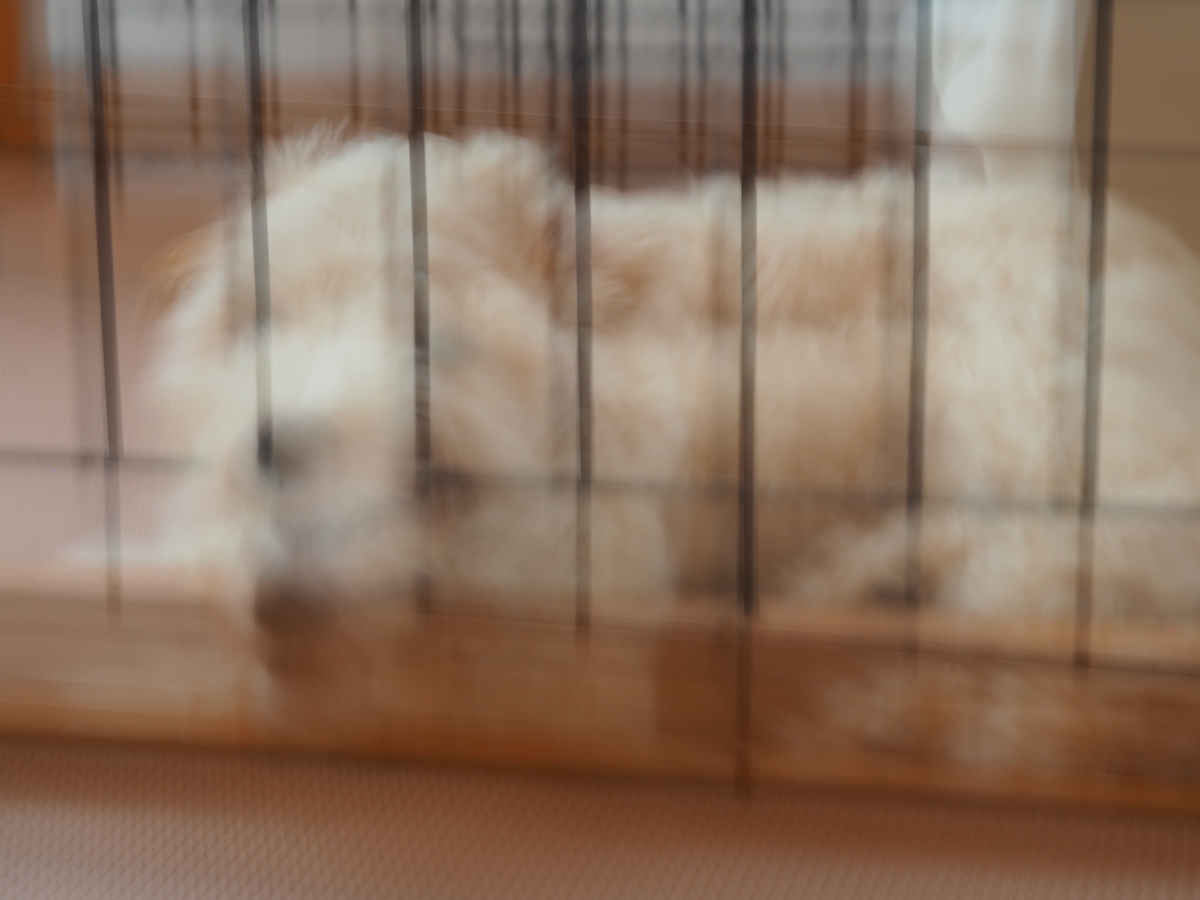 f:id:zokulifeblog:20210813195103j:plain