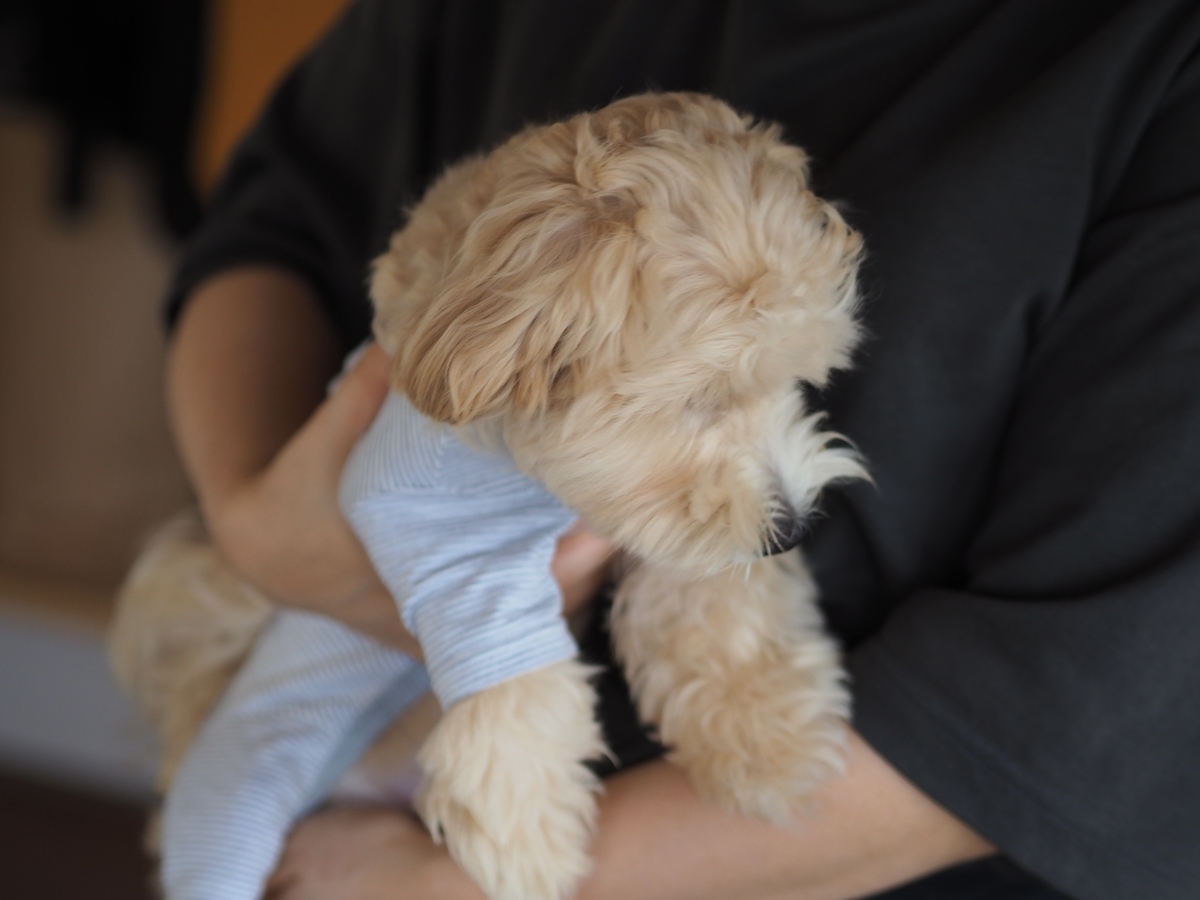 f:id:zokulifeblog:20211010090058j:plain