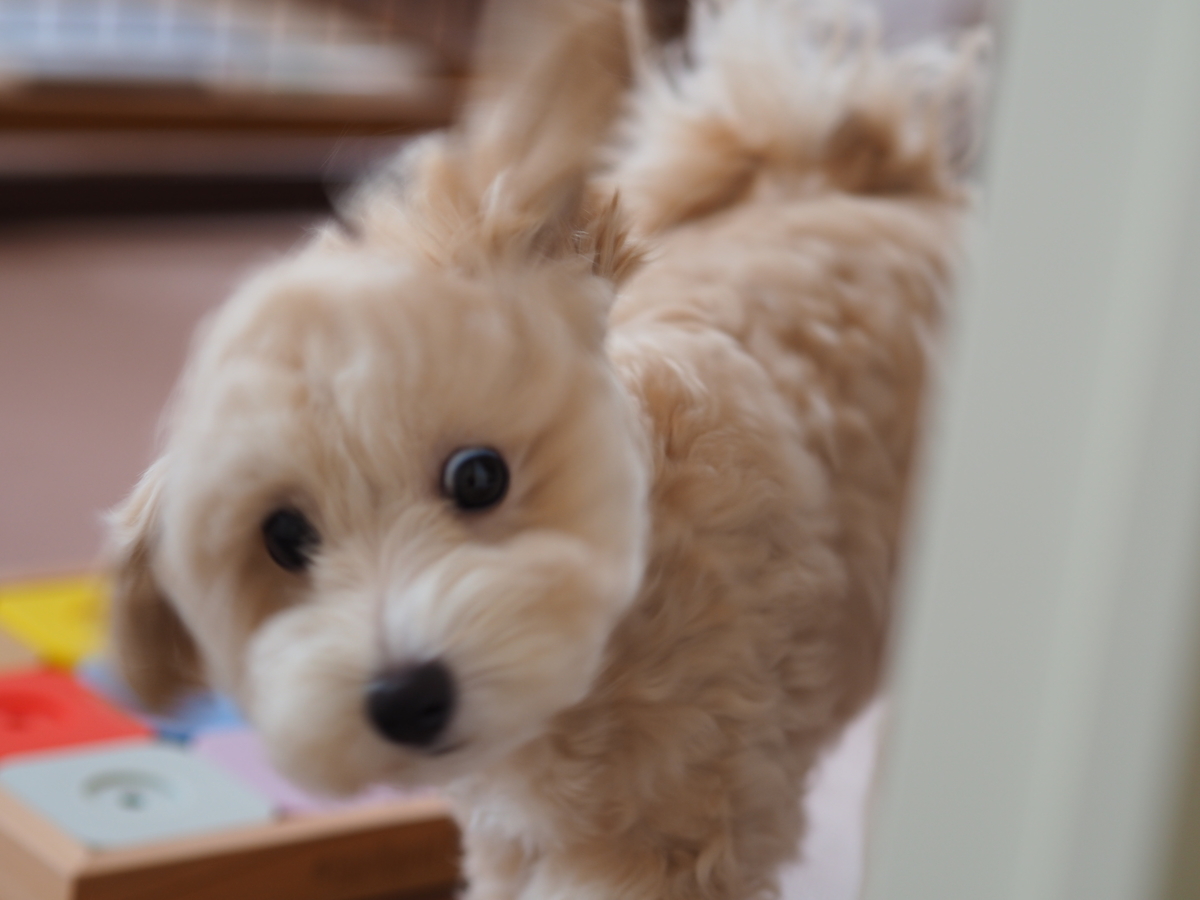 f:id:zokulifeblog:20211031142136j:plain