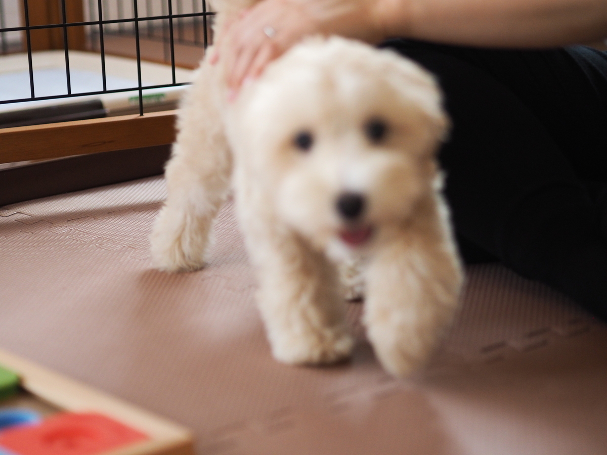 f:id:zokulifeblog:20211031143108j:plain