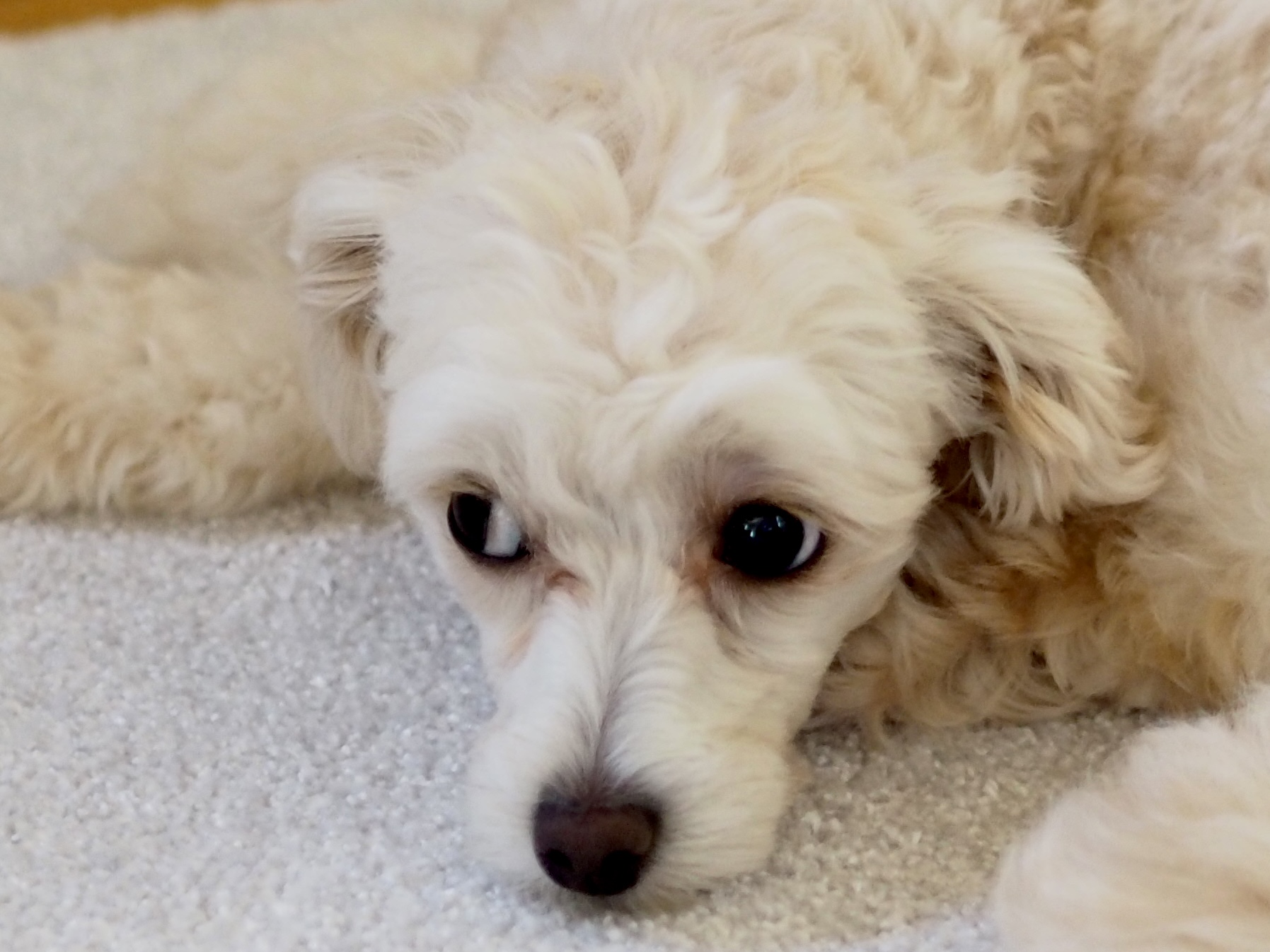 犬マルプーの涙やけ対策